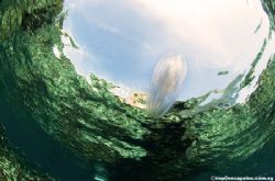 Fish eye View. Taken in manado, during a safety stop. by Imran Ahmad 